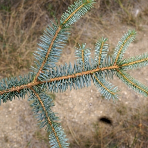 Pinus menziesii Douglas ex Lamb. (Épicéa de Sitka)