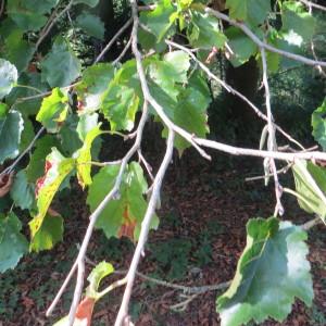 Photographie n°2113027 du taxon Corylus colurna L. [1753]