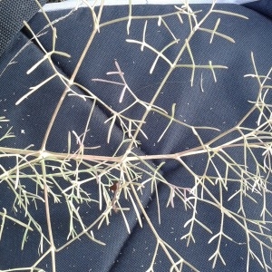 Photographie n°2113085 du taxon Seseli tortuosum L. [1753]