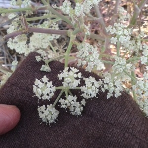 Photographie n°2113086 du taxon Seseli tortuosum L. [1753]