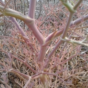 Photographie n°2113087 du taxon Seseli tortuosum L. [1753]