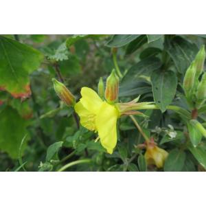 Oenothera oakesiana (A.Gray) J.W.Robbins ex S.Watson & Coult. (Onagre d'Oakes)