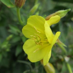  - Oenothera oakesiana (A.Gray) J.W.Robbins ex S.Watson & Coult. [1890]