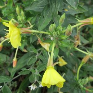  - Oenothera oakesiana (A.Gray) J.W.Robbins ex S.Watson & Coult. [1890]