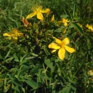Photographie n°2113131 du taxon Hypericum perforatum L. [1753]