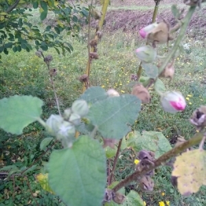 Photographie n°2113148 du taxon Alcea rosea L. [1753]