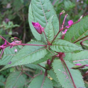 Photographie n°2113174 du taxon Impatiens glandulifera Royle [1833]