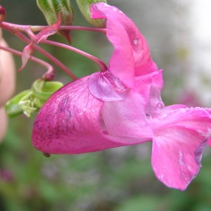 Photographie n°2113180 du taxon Impatiens glandulifera Royle [1833]