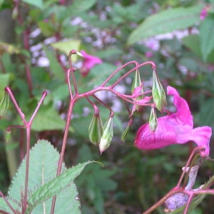 Photographie n°2113181 du taxon Impatiens glandulifera Royle [1833]