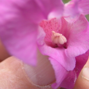 Photographie n°2113185 du taxon Impatiens glandulifera Royle [1833]