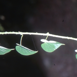 Tinospora crispa (L.) Hook. f. & Thomson (Lyann anmè)