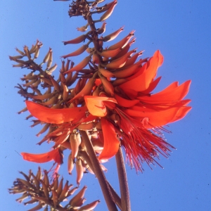 Erythrina crista-galli L. (Ceibo)