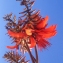  Liliane Roubaudi - Erythrina crista-galli L.