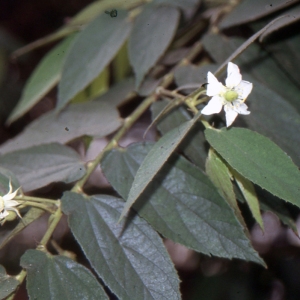 Muntingia calabura L. (Calabura)