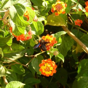 Photographie n°2113249 du taxon Lantana camara L. [1753]