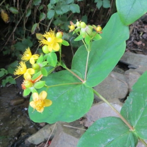 Photographie n°2113296 du taxon Hypericum androsaemum L. [1753]