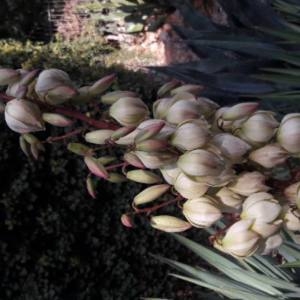 Photographie n°2113313 du taxon Yucca gloriosa L. [1753]