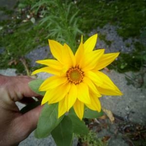 Photographie n°2113324 du taxon Helianthus annuus L. [1753]