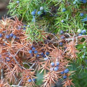 Photographie n°2113352 du taxon Juniperus communis L. [1753]