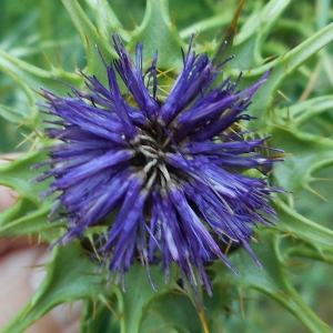 Photographie n°2113361 du taxon Silybum marianum (L.) Gaertn.