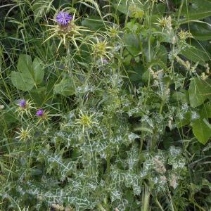 Photographie n°2113362 du taxon Silybum marianum (L.) Gaertn.