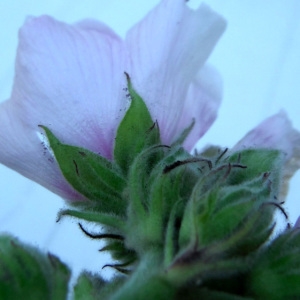 Photographie n°2113442 du taxon Althaea officinalis L. [1753]