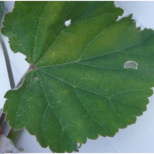 Photographie n°2113445 du taxon Althaea officinalis L. [1753]