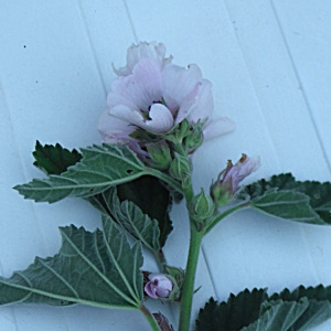 Photographie n°2113448 du taxon Althaea officinalis L. [1753]