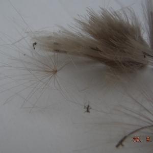 Photographie n°2113459 du taxon Cirsium arvense (L.) Scop. [1772]