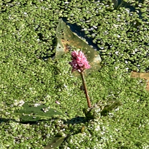 Photographie n°2113511 du taxon Persicaria amphibia (L.) Gray [1821]