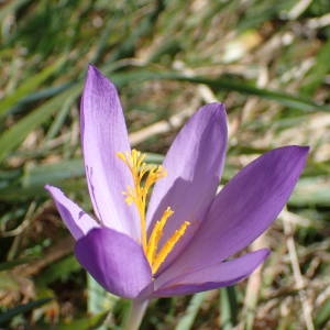 Photographie n°2113554 du taxon Crocus nudiflorus Sm. [1798]