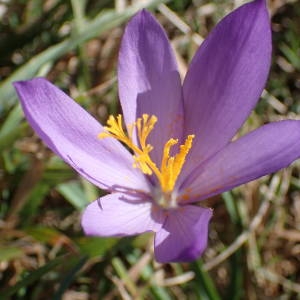 Photographie n°2113555 du taxon Crocus nudiflorus Sm. [1798]