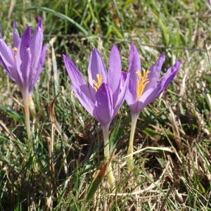 Photographie n°2113556 du taxon Crocus nudiflorus Sm. [1798]