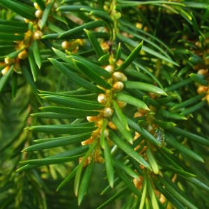 Photographie n°2113585 du taxon Taxus baccata L. [1753]