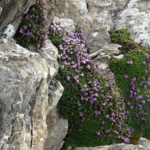 Photographie n°2113605 du taxon Saxifraga oppositifolia L. [1753]