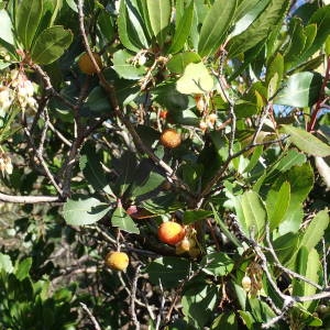 Photographie n°2113621 du taxon Arbutus unedo L. [1753]