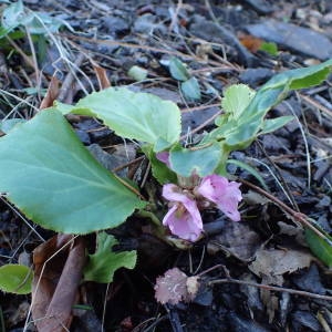 Photographie n°2113646 du taxon Bergenia crassifolia (L.) Fritsch [1889]