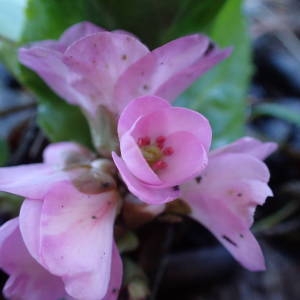 Photographie n°2113648 du taxon Bergenia crassifolia (L.) Fritsch [1889]