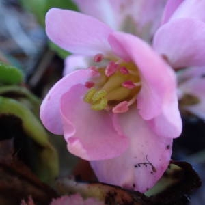 Photographie n°2113650 du taxon Bergenia crassifolia (L.) Fritsch [1889]