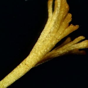 Photographie n°2113659 du taxon Crocus nudiflorus Sm. [1798]