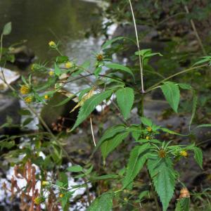 Photographie n°2113665 du taxon Bidens tripartita L. [1753]