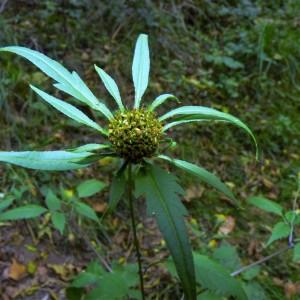 Photographie n°2113667 du taxon Bidens tripartita L. [1753]