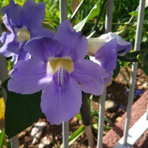 Photographie n°2113685 du taxon Thunbergia grandiflora Roxb. [1814]