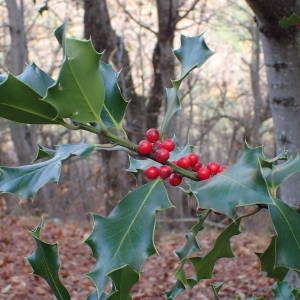 Photographie n°2113714 du taxon Ilex aquifolium L. [1753]