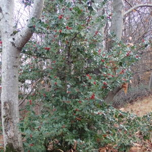 Photographie n°2113715 du taxon Ilex aquifolium L. [1753]