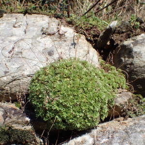 Photographie n°2113724 du taxon Saxifraga prostii Sternb. [1831]