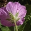  Marcel Etienne - Geranium sanguineum L.