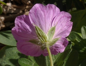 Marcel Etienne, le  5 octobre 2017 (Prades (rue de la Basse))
