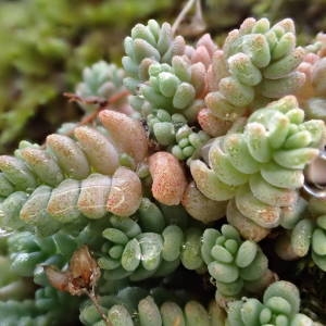 Photographie n°2113756 du taxon Sedum dasyphyllum L. [1753]