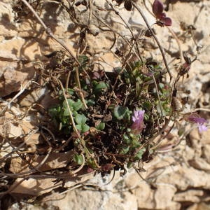 Photographie n°2113775 du taxon Chaenorhinum origanifolium (L.) Kostel. [1844]